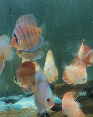 Discus vari