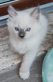 Ragdoll cucciolo