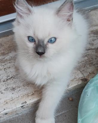 Ragdoll cucciolo