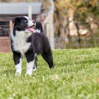 Frost Yakutian Laika