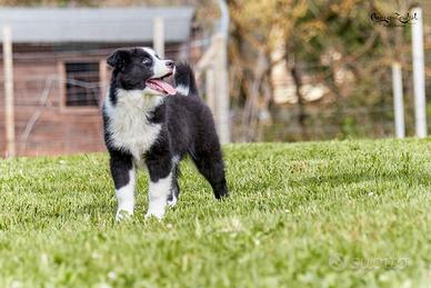 Frost Yakutian Laika