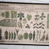 poster didattico botanico vintage 
