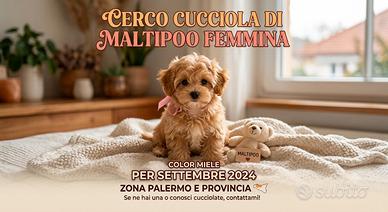 Cucciola di maltipoo