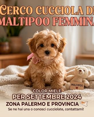 Cucciola di maltipoo