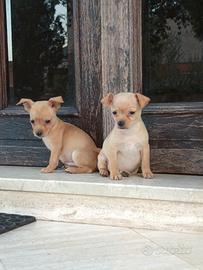 Chihuahua pincher