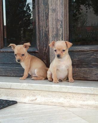 Chihuahua pincher