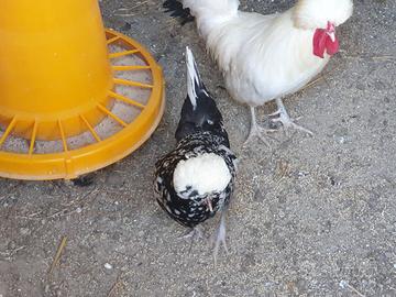 Galline nane da cova