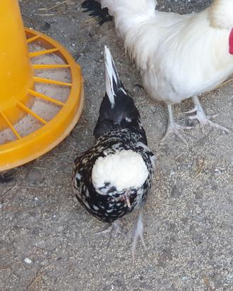 Galline nane da cova