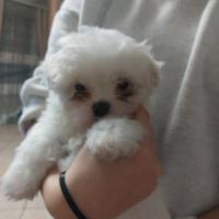 Maltese nano