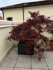 Acero giapponese rosso