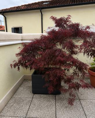 Acero giapponese rosso