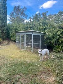 box per cani