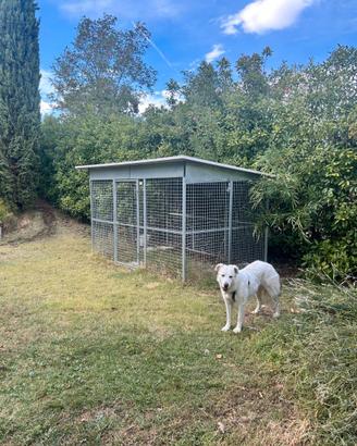 box per cani