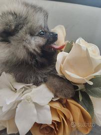 Femmina spitz pomerania nana