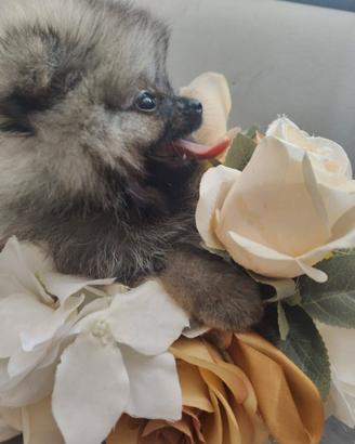 Femmina spitz pomerania nana