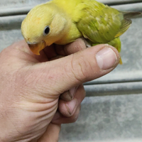 Inseparabile cannella all a mano