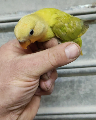 Inseparabile cannella all a mano