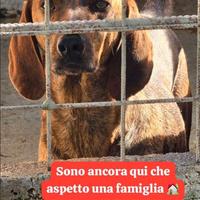 Adozione gratuita segugio
