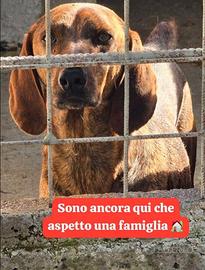 Adozione gratuita segugio