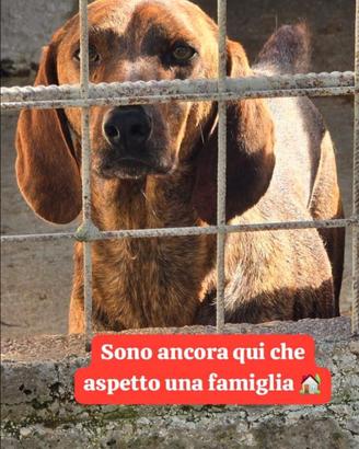 Adozione gratuita segugio