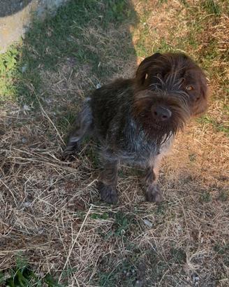 Cane Drahthaar da tartufi
