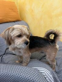 Splendido cucciolo di Morkie