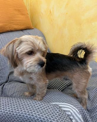 Splendido cucciolo di Morkie