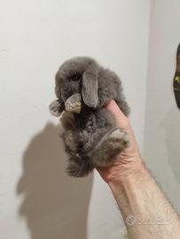 Coniglio nano ariete