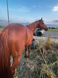 Cavallo