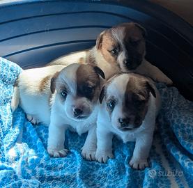 Jack Russel con vaccino