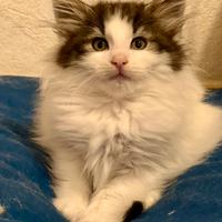 Gattine norvegesi delle foreste