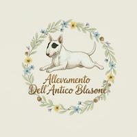 Bull terrier miniature