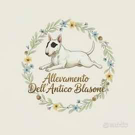 Bull terrier miniature