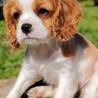 Cavalier King