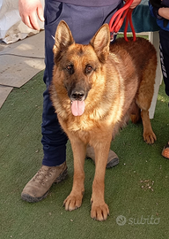 Femmina di pastore tedesco