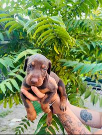 Cuccioli dobermann