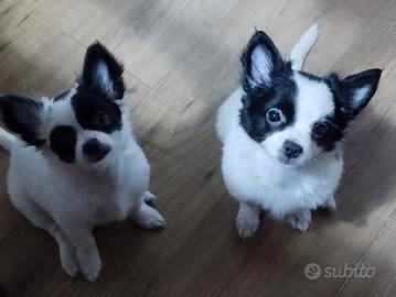 cuccli chihuahua 