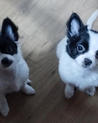cuccli chihuahua 