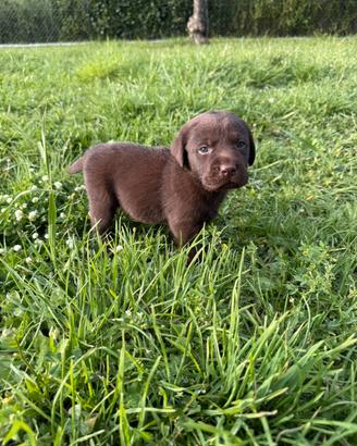 Cuccioli Labrador