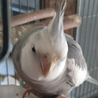 Canarini cocorite inseparabili calopsiti