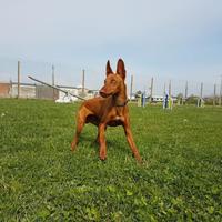 Cirneco 2 Cuccioloni CON PEDEGREE in affido