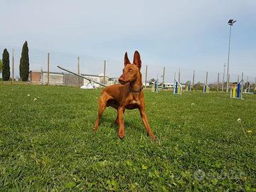 Cirneco 2 Cuccioloni CON PEDEGREE in affido