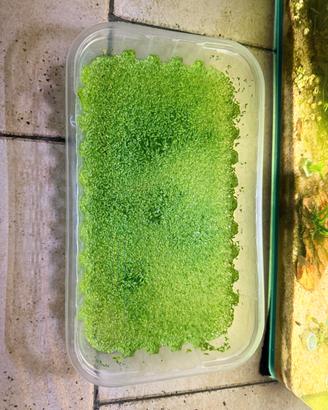 Lemna,pianta gallegiante 