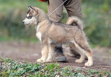 Alaskan Malamute