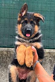 super cuccioli di pastore tedesco