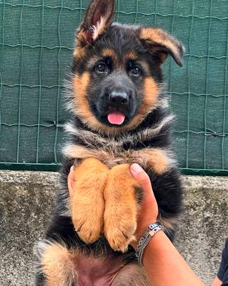 super cuccioli di pastore tedesco