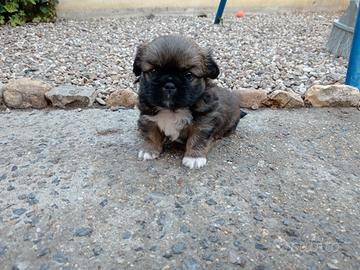 Cucciola di cane femmina