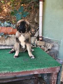 Femmina di pastore del Caucaso 3,5 mesi pedigree