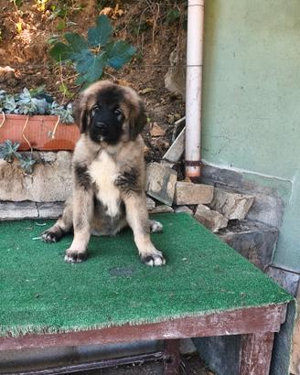 Femmina di pastore del Caucaso 3,5 mesi pedigree