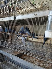 Cocorite vari colori